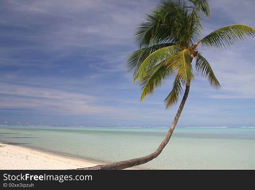 Perfect palm shade on a sandy beach. Pacific Island Bora Bora. French Polynesia. Perfect palm shade on a sandy beach. Pacific Island Bora Bora. French Polynesia