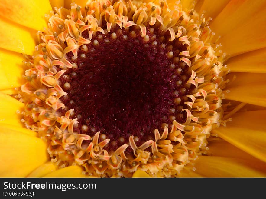 Flower very sharp shot macro