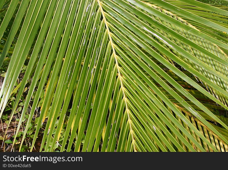 Close shot of a Palm fronds in Tahiti. French Polynesia