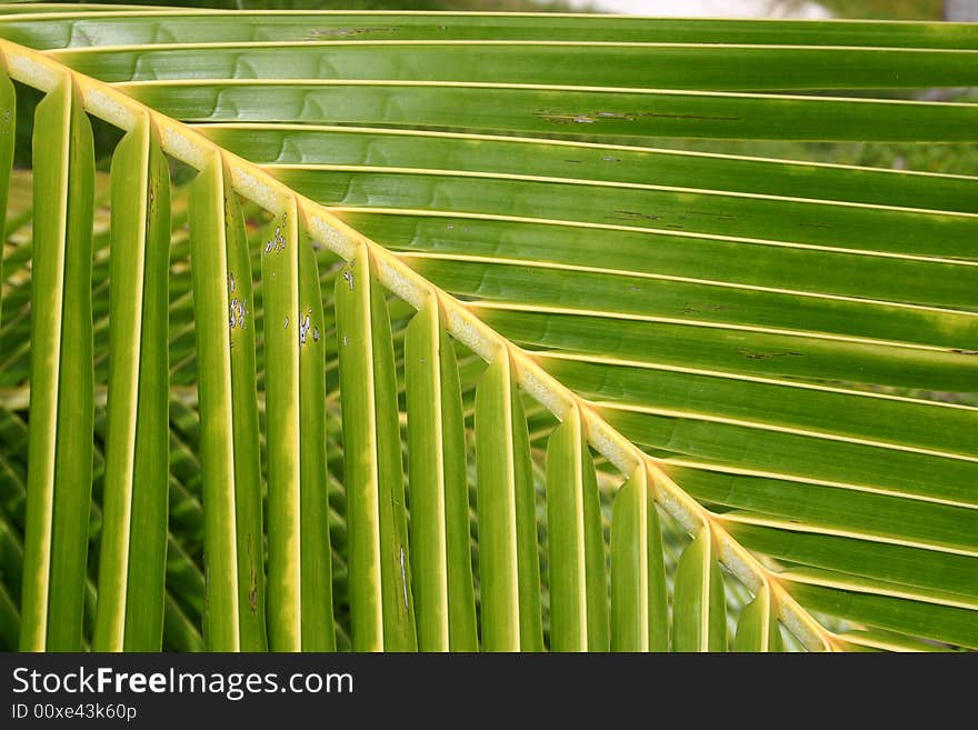 Close shot of a Palm fronds in Tahiti. French Polynesia