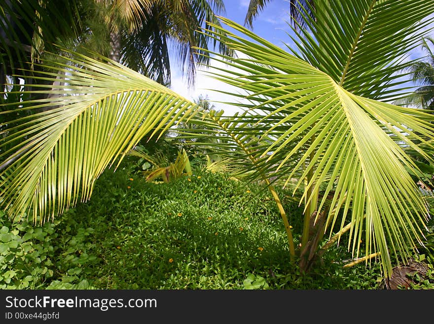 Palm trees against blue cloudscape sky. Tahiti. French Polynesia. Palm trees against blue cloudscape sky. Tahiti. French Polynesia