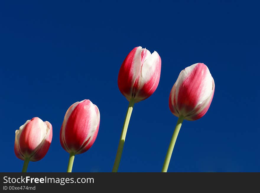 Pink And White Tulips Against Deep Blue Sky