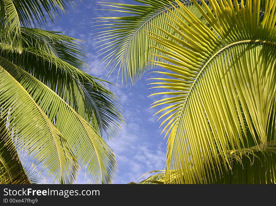 Palm Trees In Tahiti