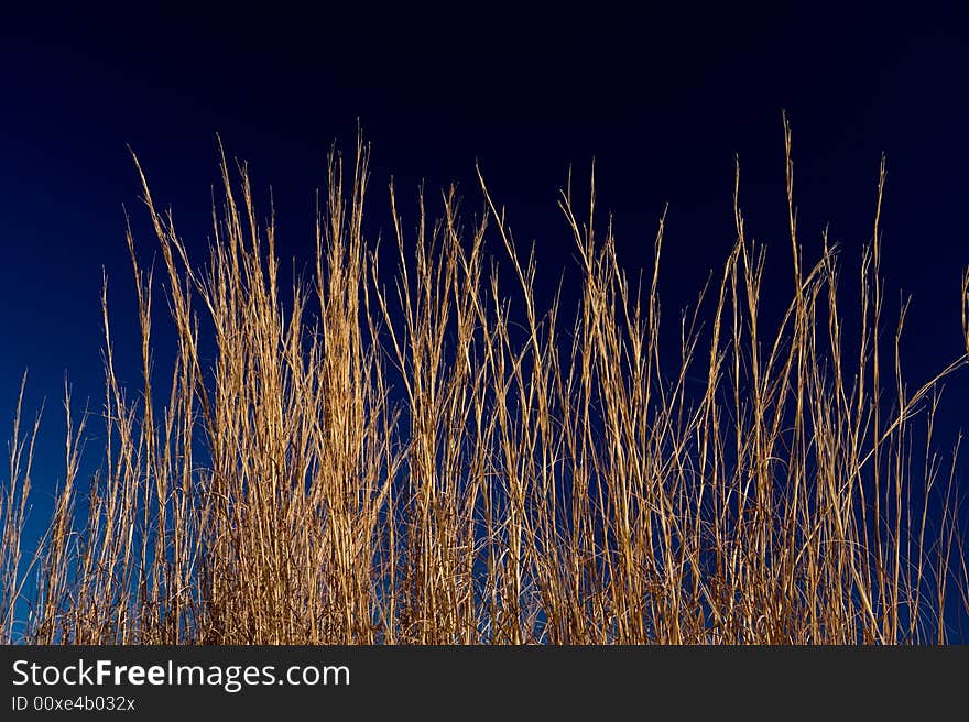 Golden wheat grass against deep blue sky