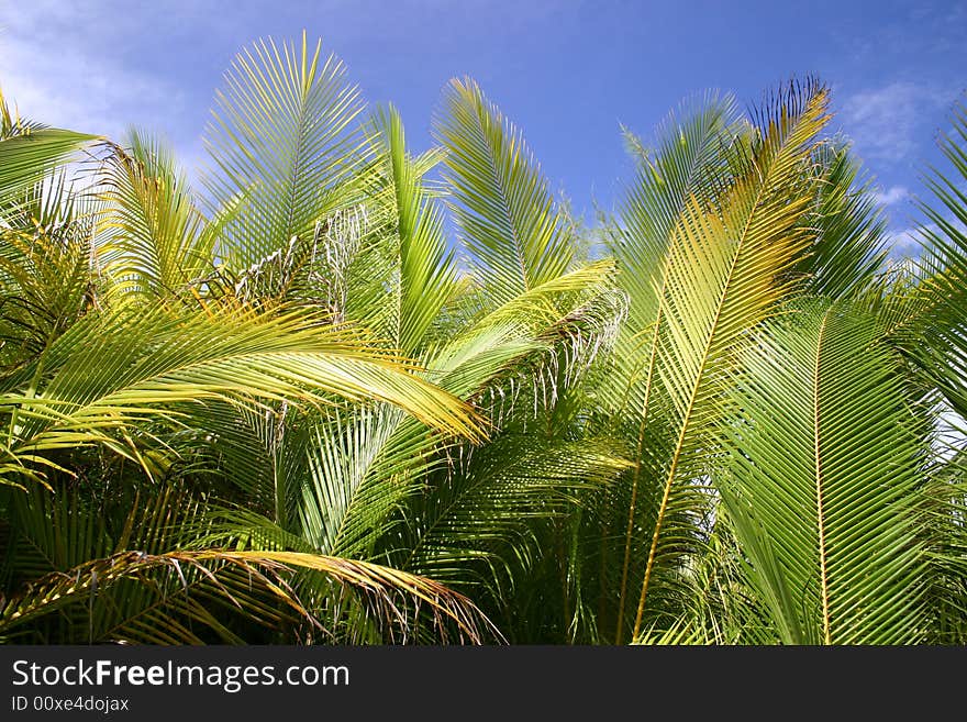 Palm trees in Tahiti