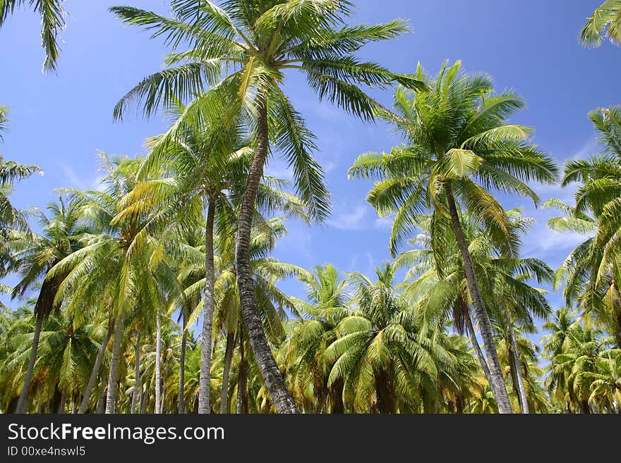 Palm trees in Tahiti