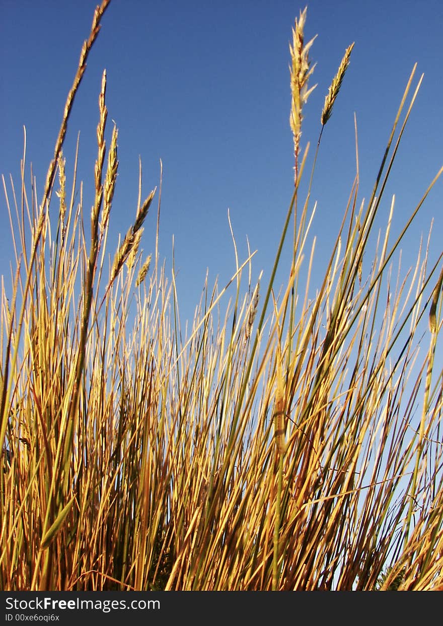 Dry grass with blue sky for back ground. Dry grass with blue sky for back ground