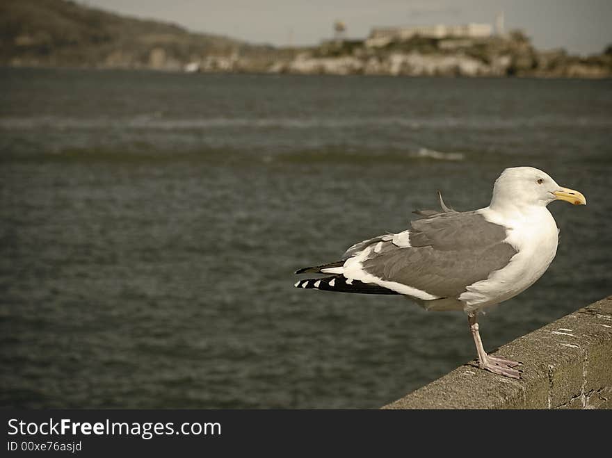 Seagull standing on a stone ledge looking away