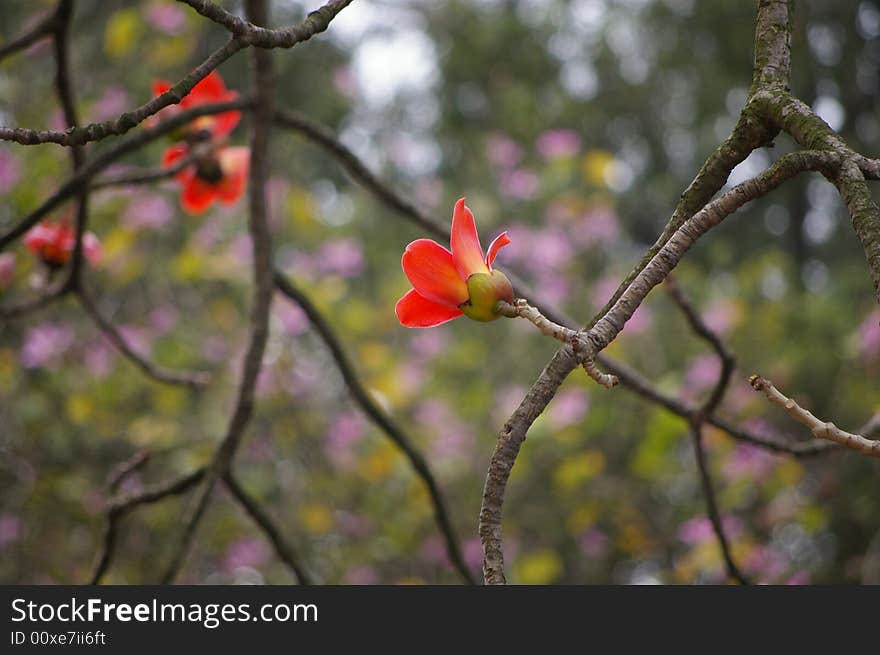 Red flowers on the tree at Guangzhou summer,The name is call Mumian flower.