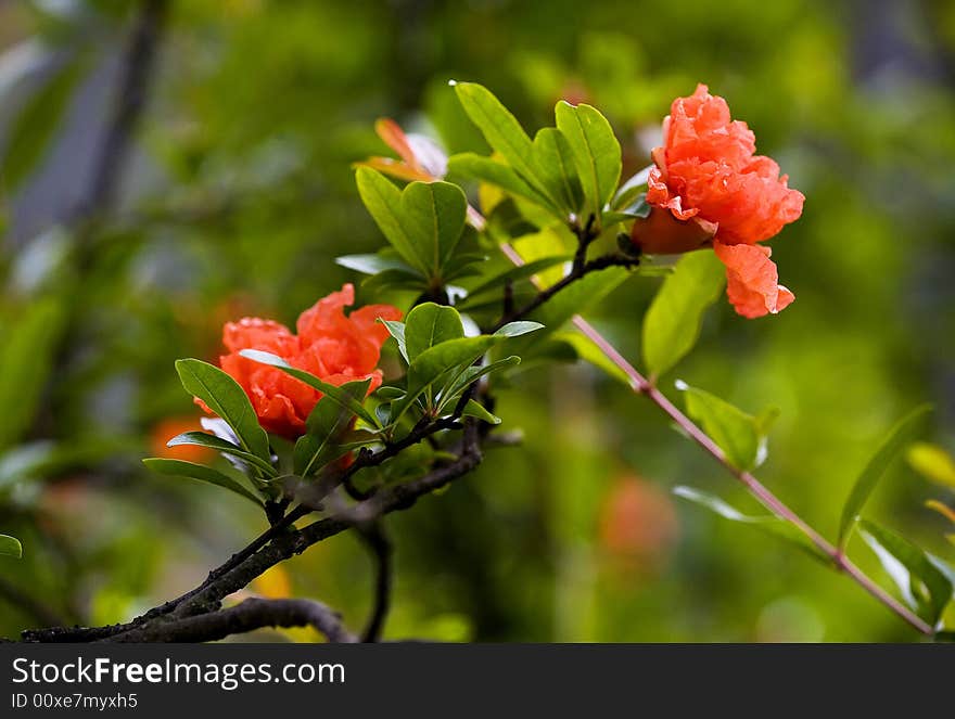 Megranate Flowers