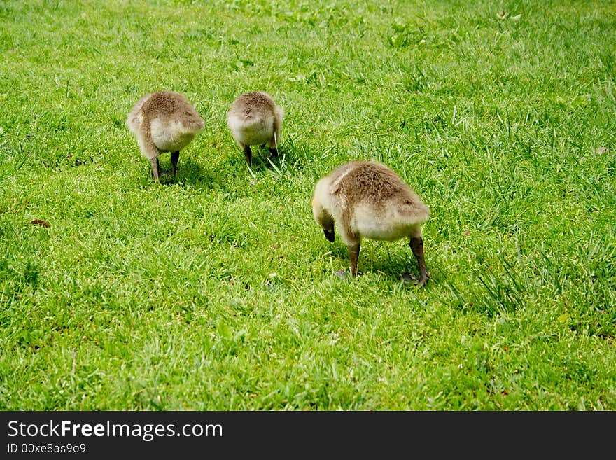 Family of geese