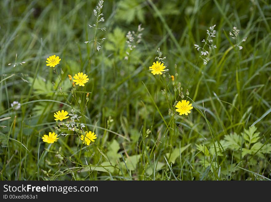 Flowers in the tussock