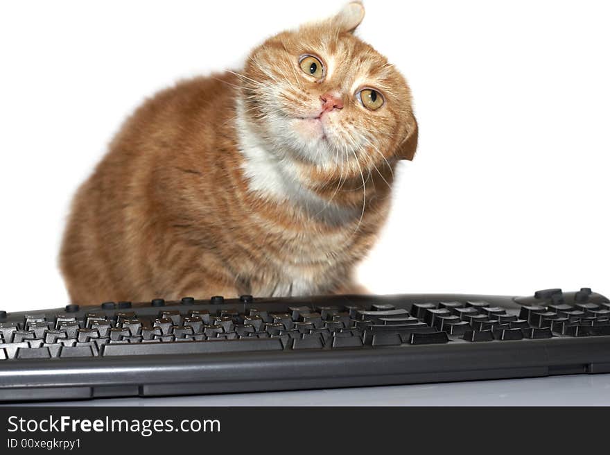 The red cat lays on the keyboard