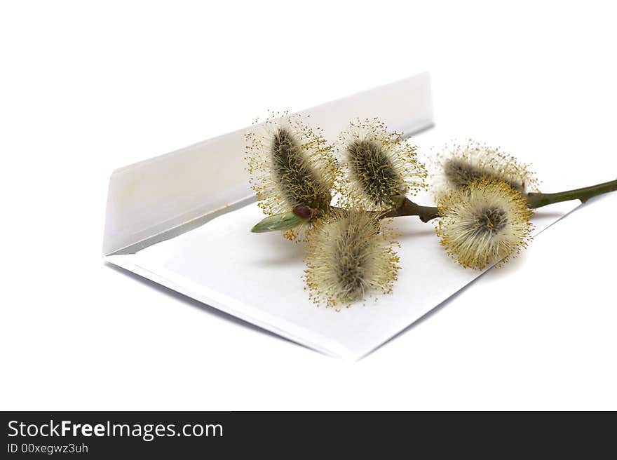 Branch of a willow lays on an envelope