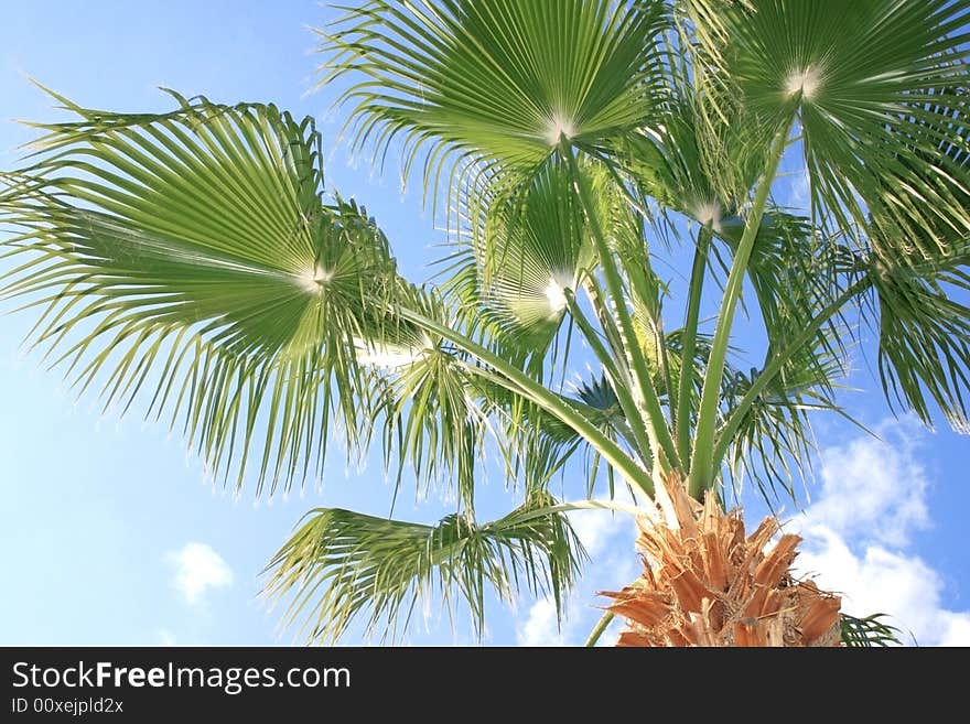 Palm tree on the sky background.