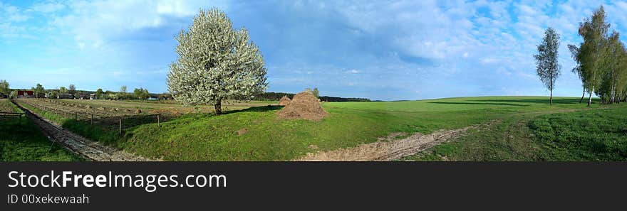 Panoramic image of a blooming tree in a field