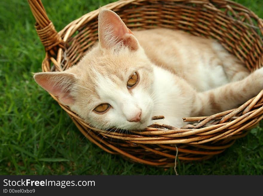 Beautiful kitten in the basket.