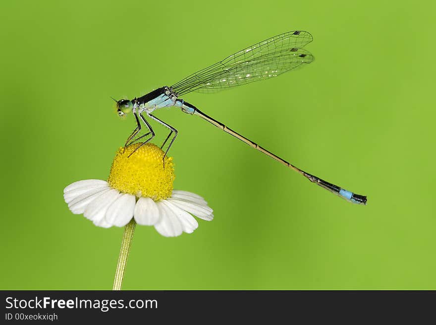 Shoting insects in studio , damsel fly