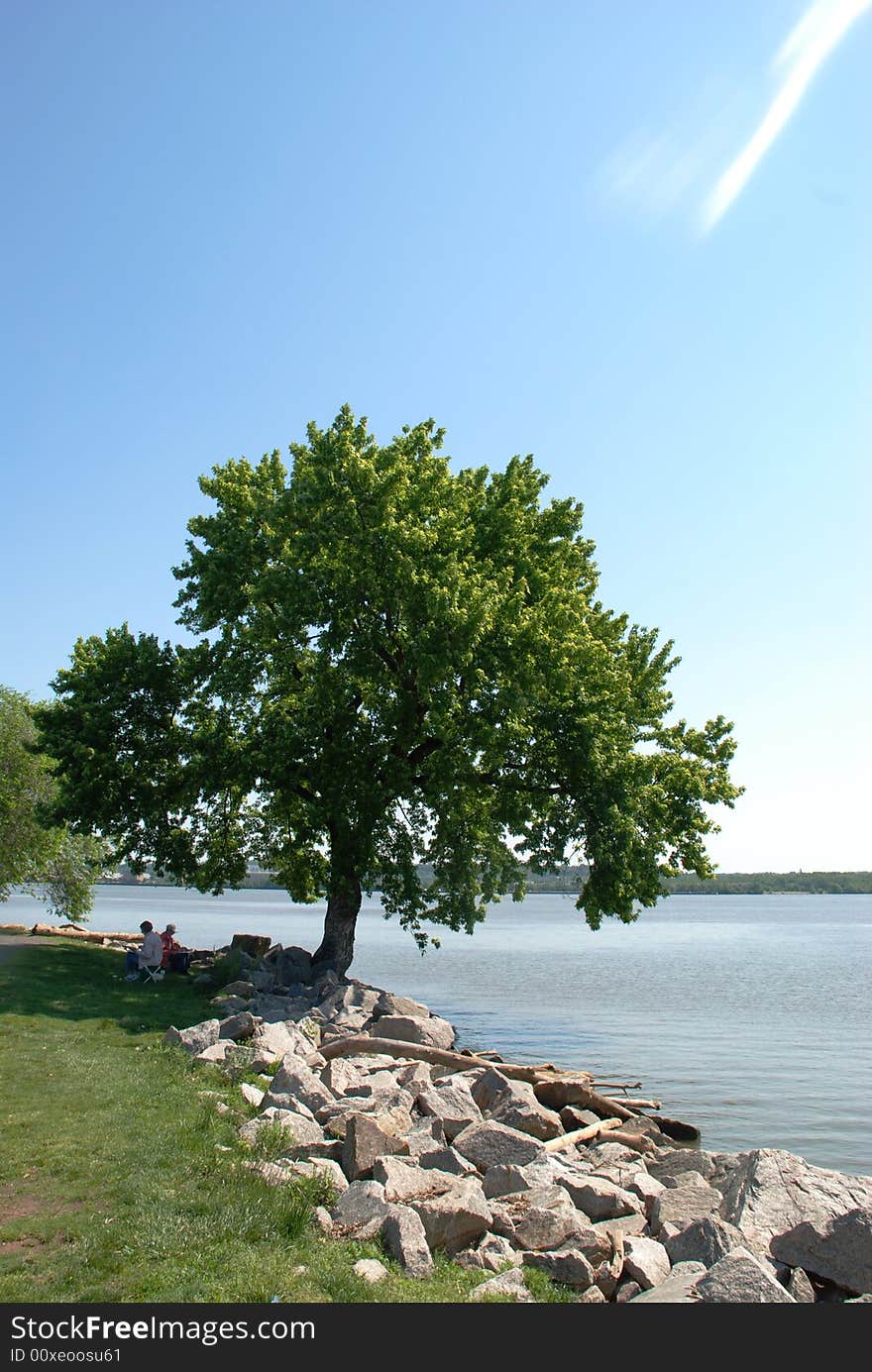 A tree on coast of river park. A tree on coast of river park.