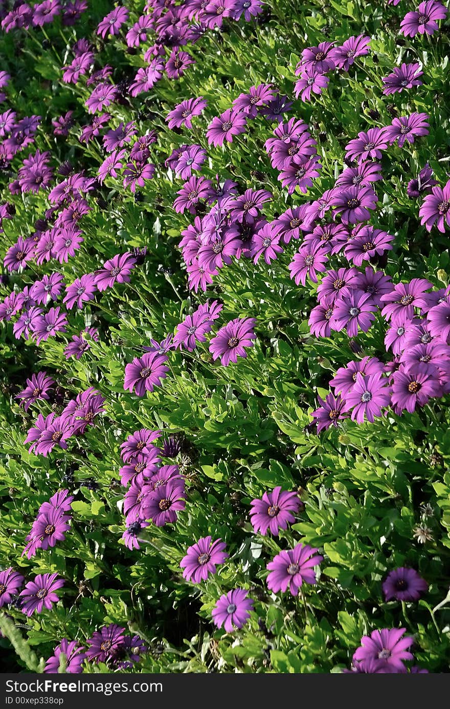 Violet flower field background in summer. Violet flower field background in summer