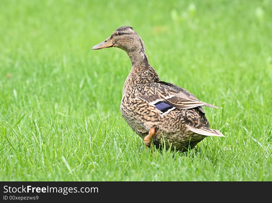 Male duck on green meadow