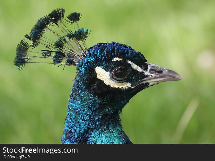 Peacock