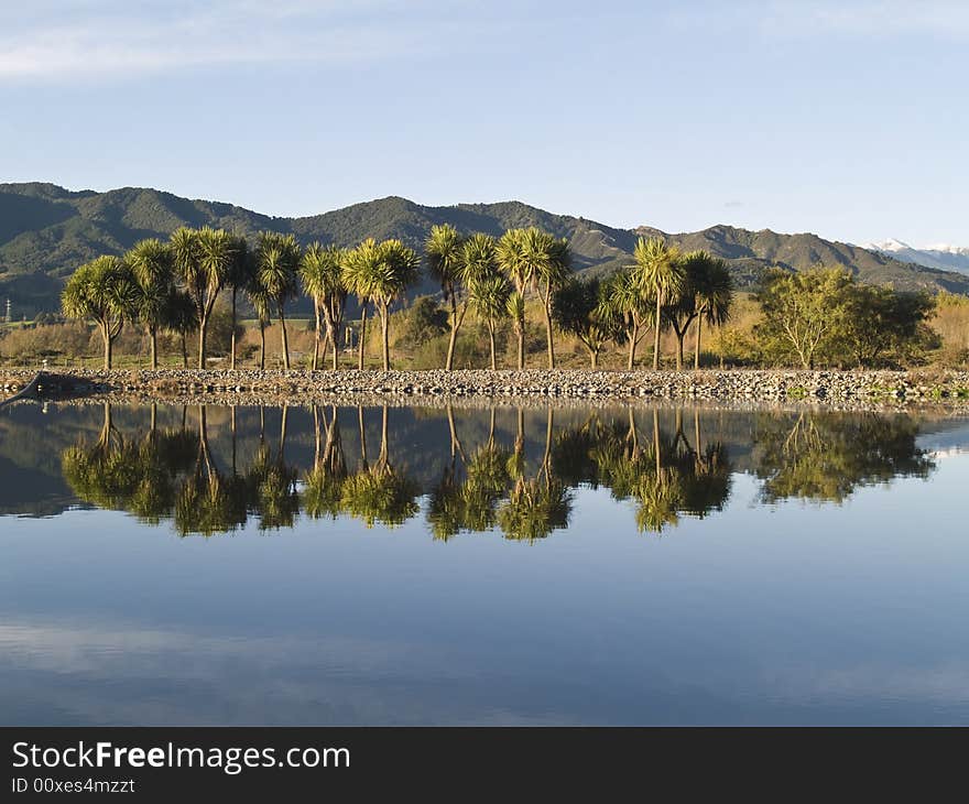 Cabbage tree reflection 
Cordyline australis endemic to New Zealand