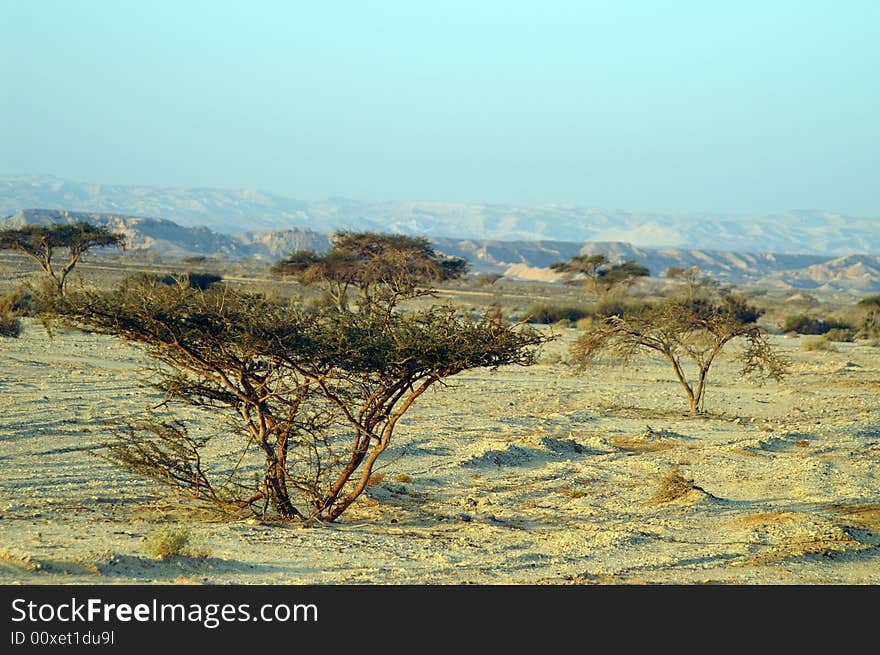 Desert landscape - a tree in Arava desert, Israel on sunrise