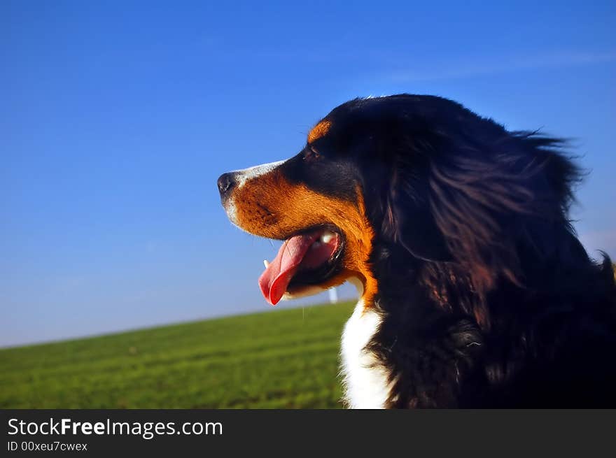 Bernese mountain dog in natural scenery and copy-space