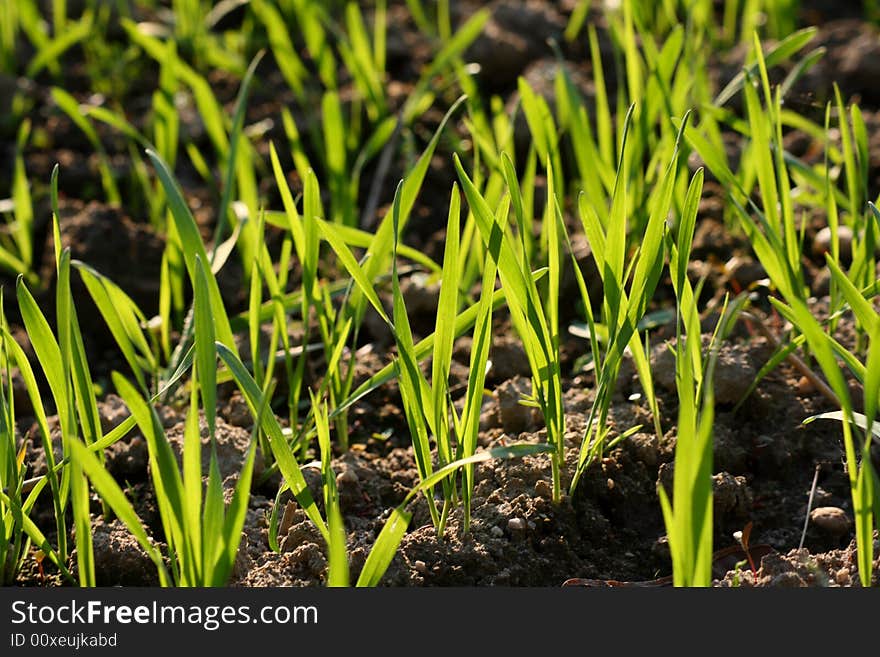 A photo of a spring field.