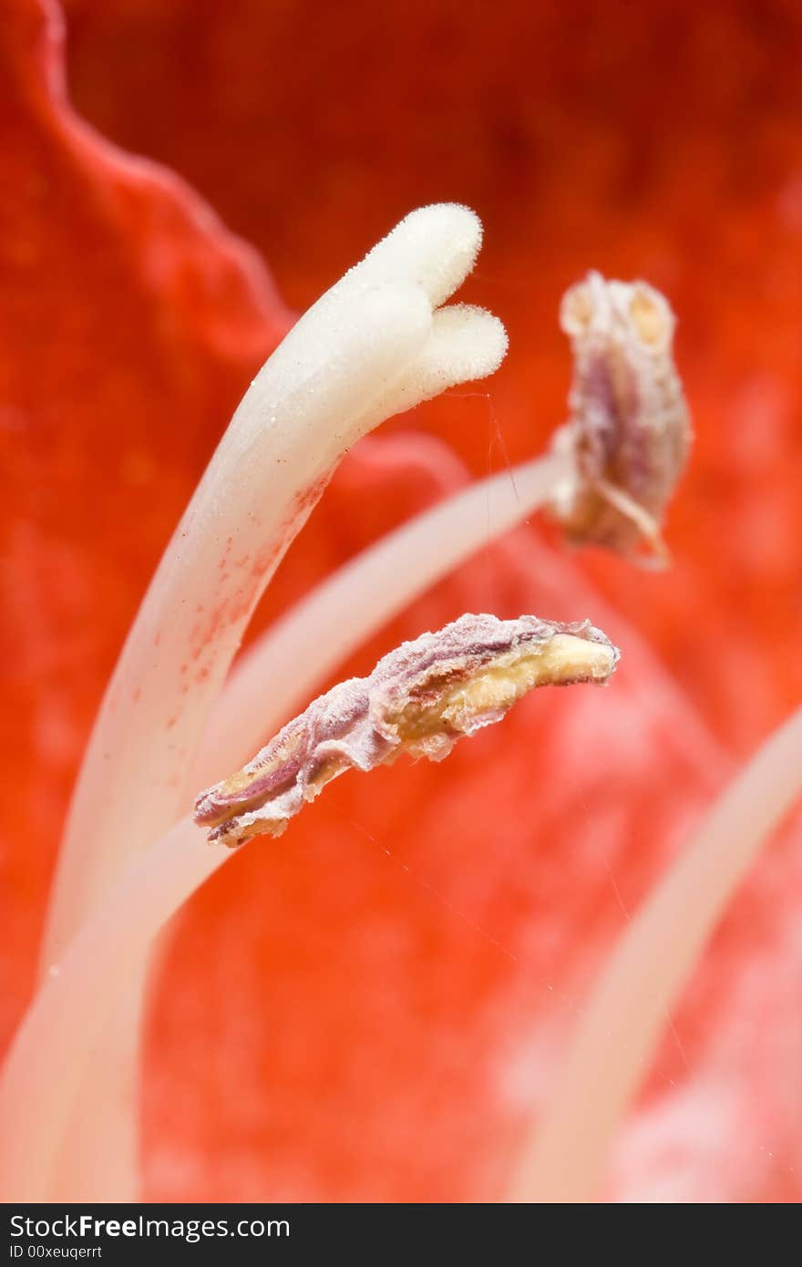 Amaryllis Flower