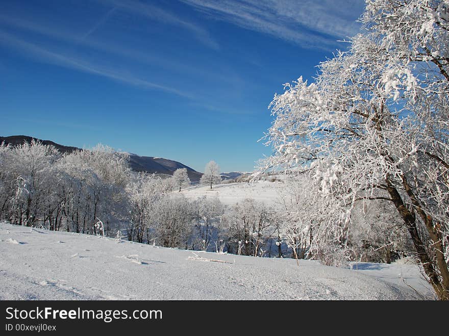 Winter Trees