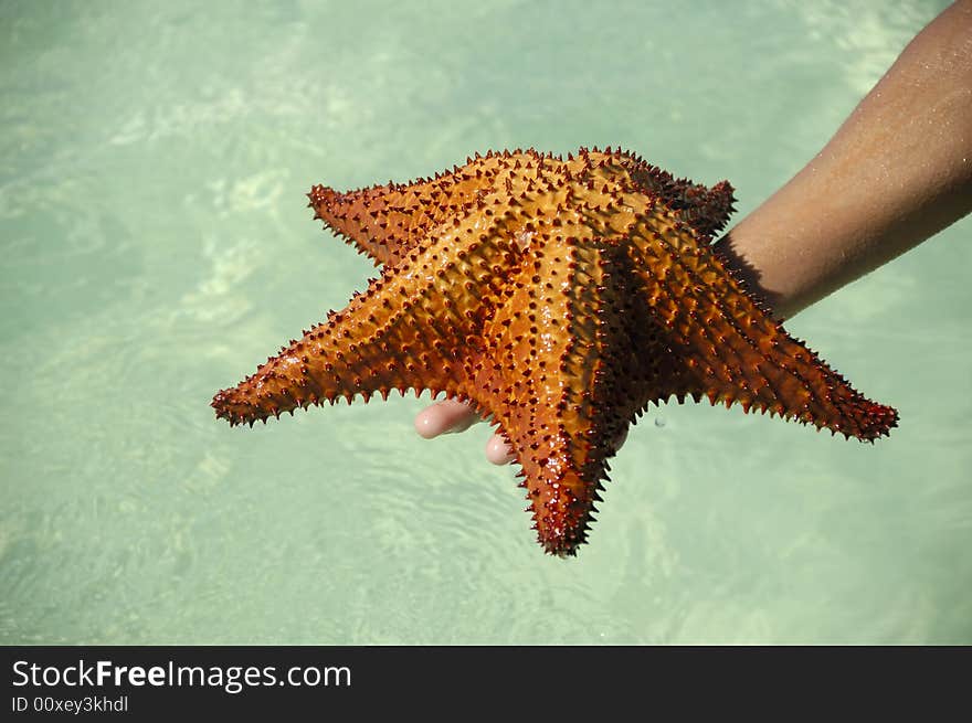 A person is holding a red starfish in hand