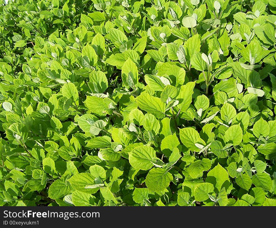 Bright shined fresh green leaves. Springtime background.