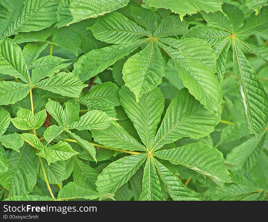 Horse chestnut leaves for the green background.