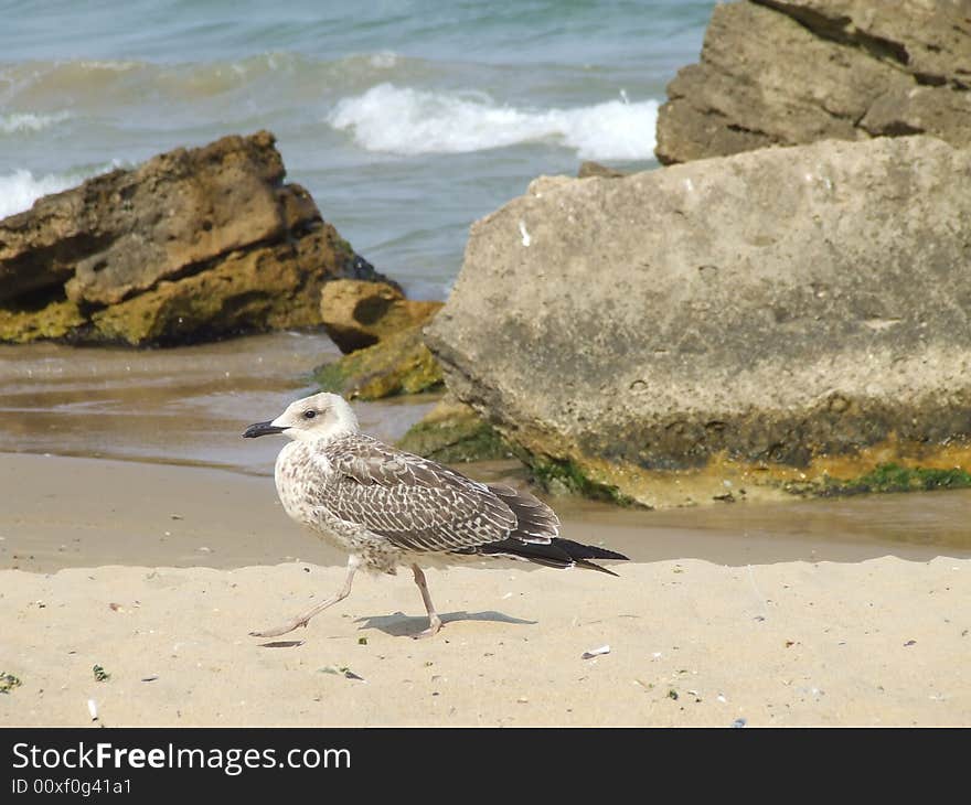 Seagull on the beach in the golden sands resort