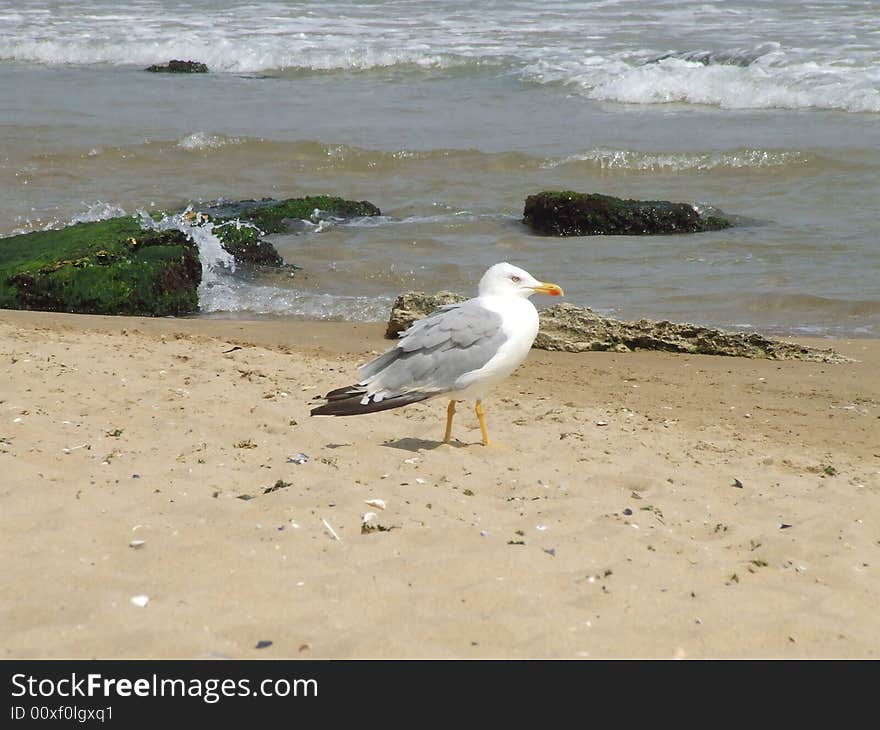 Beautiful Seagull