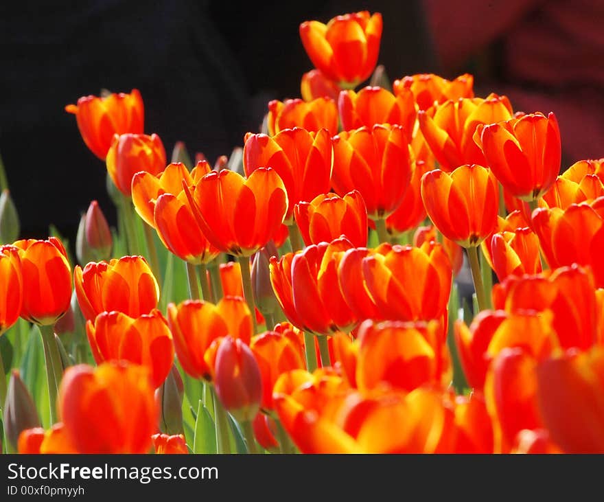 The red tulips