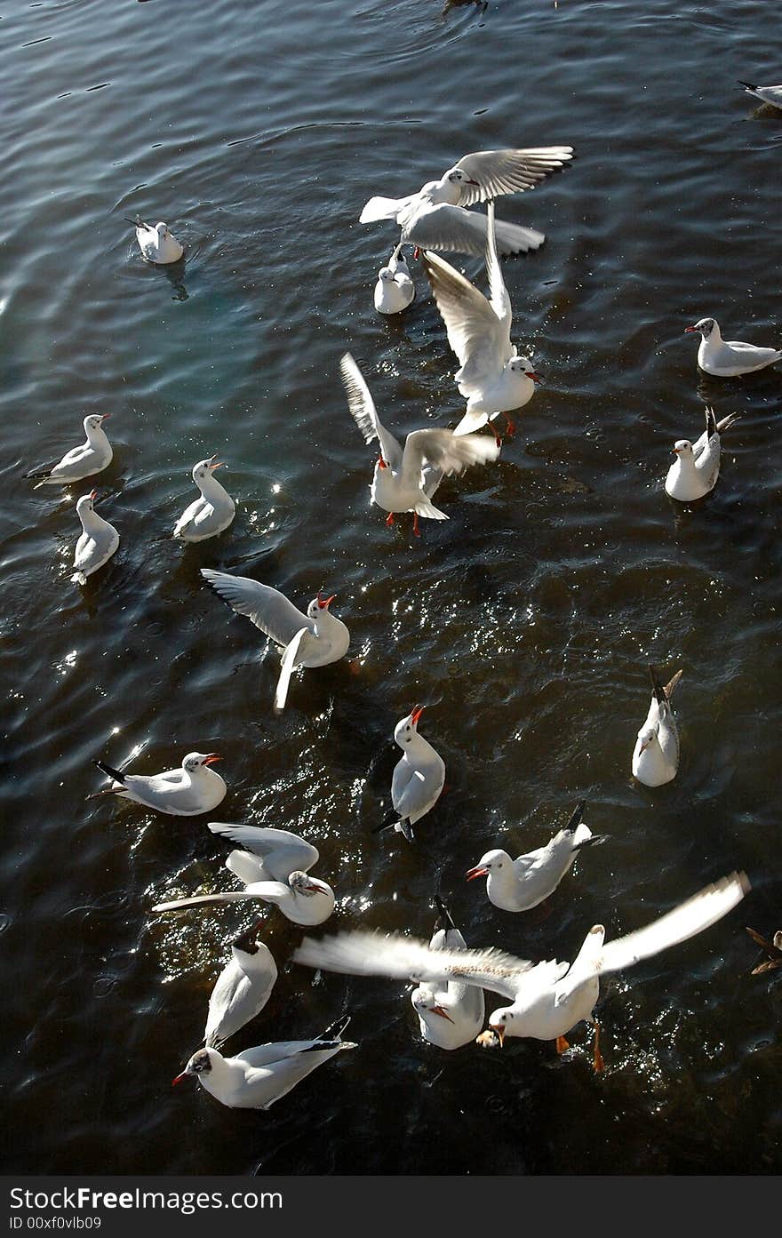 The black-headed gulls gather on the lake water， flying or floating。. The black-headed gulls gather on the lake water， flying or floating。