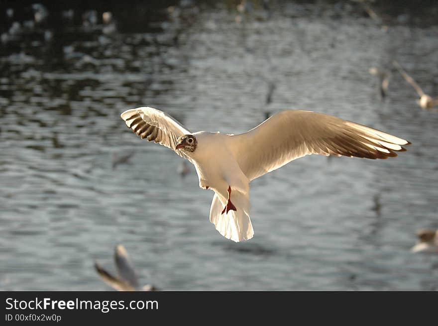 A flying black headed gull spreading its wings over the water,Kunming,Yunnan,China. A flying black headed gull spreading its wings over the water,Kunming,Yunnan,China