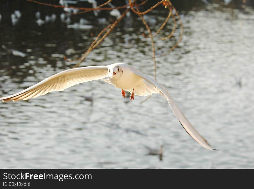 The flying black-head gull