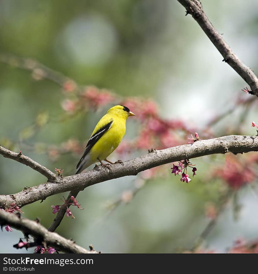 American Goldfinch