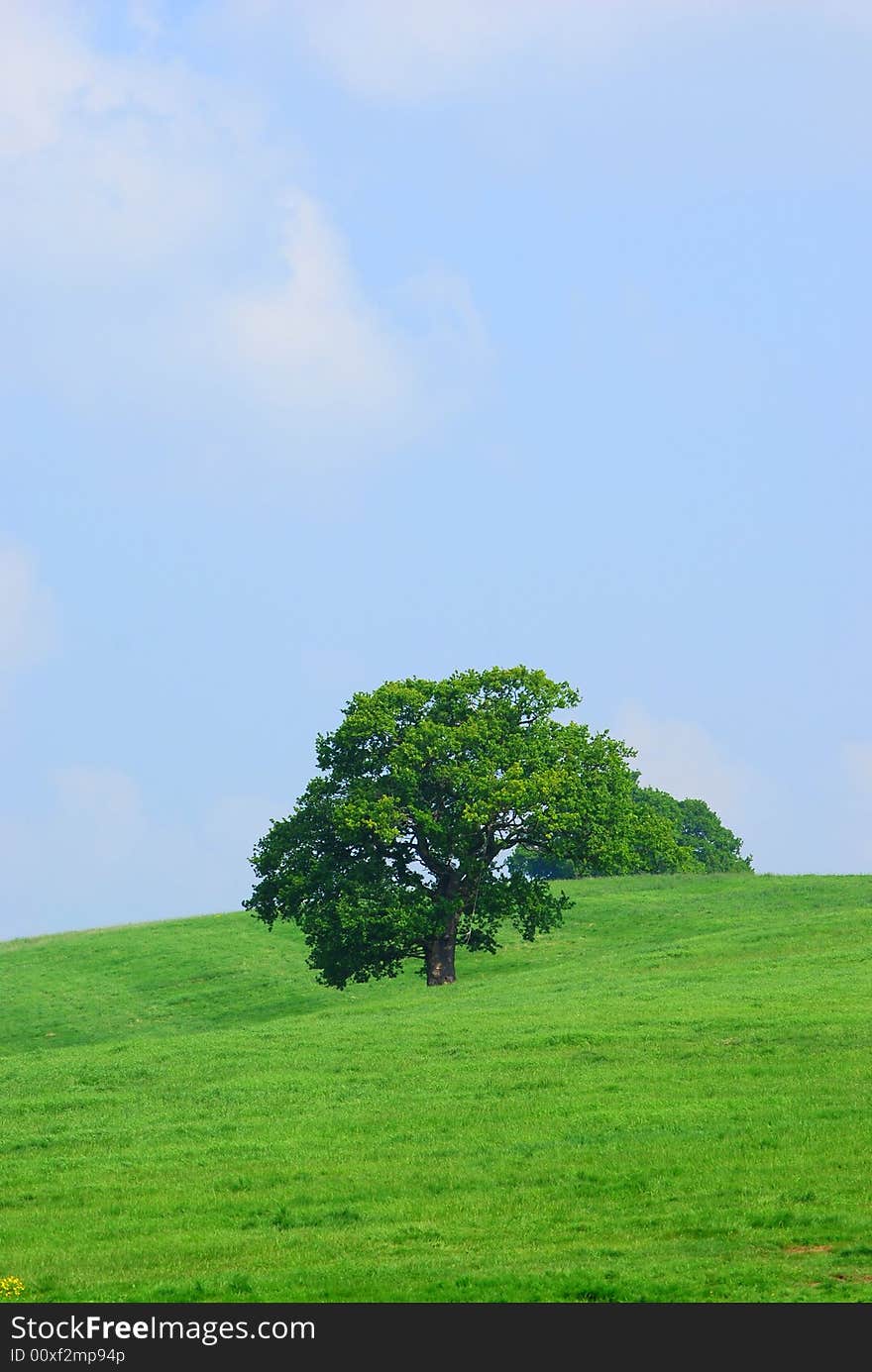 Shot of a tree in a meadow on a beautiful summers day. Shot of a tree in a meadow on a beautiful summers day