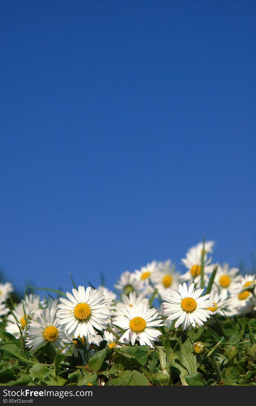 A patch of happy daisies against a bright clear blue sky on a summers day. A patch of happy daisies against a bright clear blue sky on a summers day.