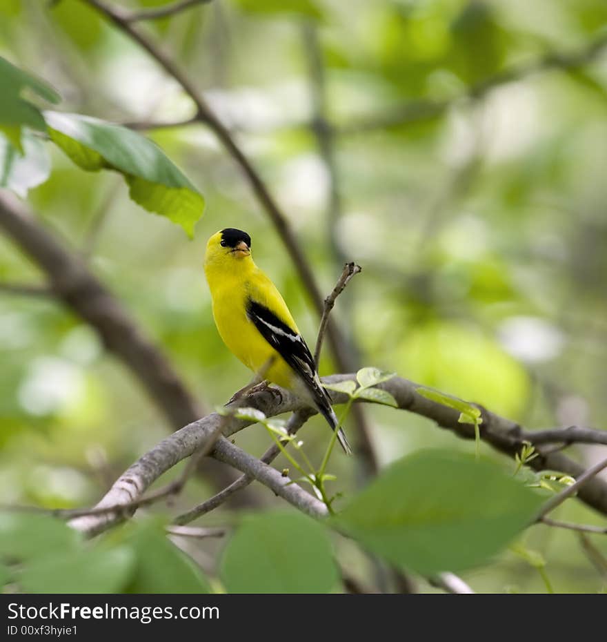 American Goldfinch