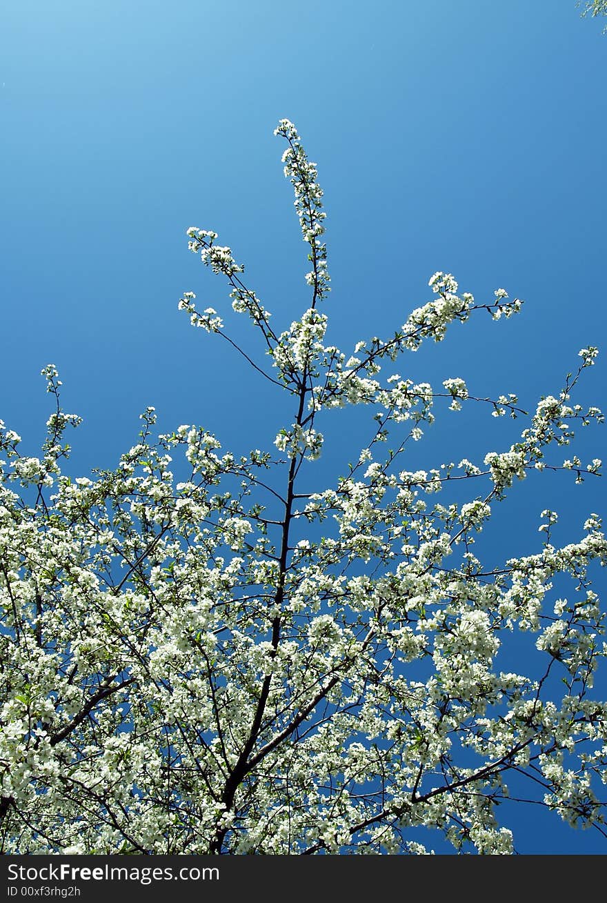 Florets of an apricot