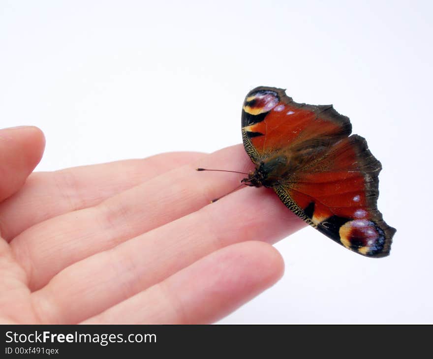 Butterfly Friend Isolated With Copy Space