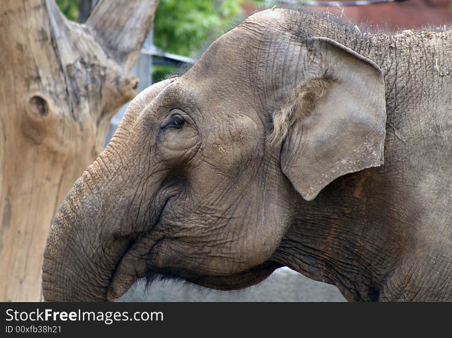 Close-up of nice brown wrinkled elephant muzzle with long proboscis. Close-up of nice brown wrinkled elephant muzzle with long proboscis