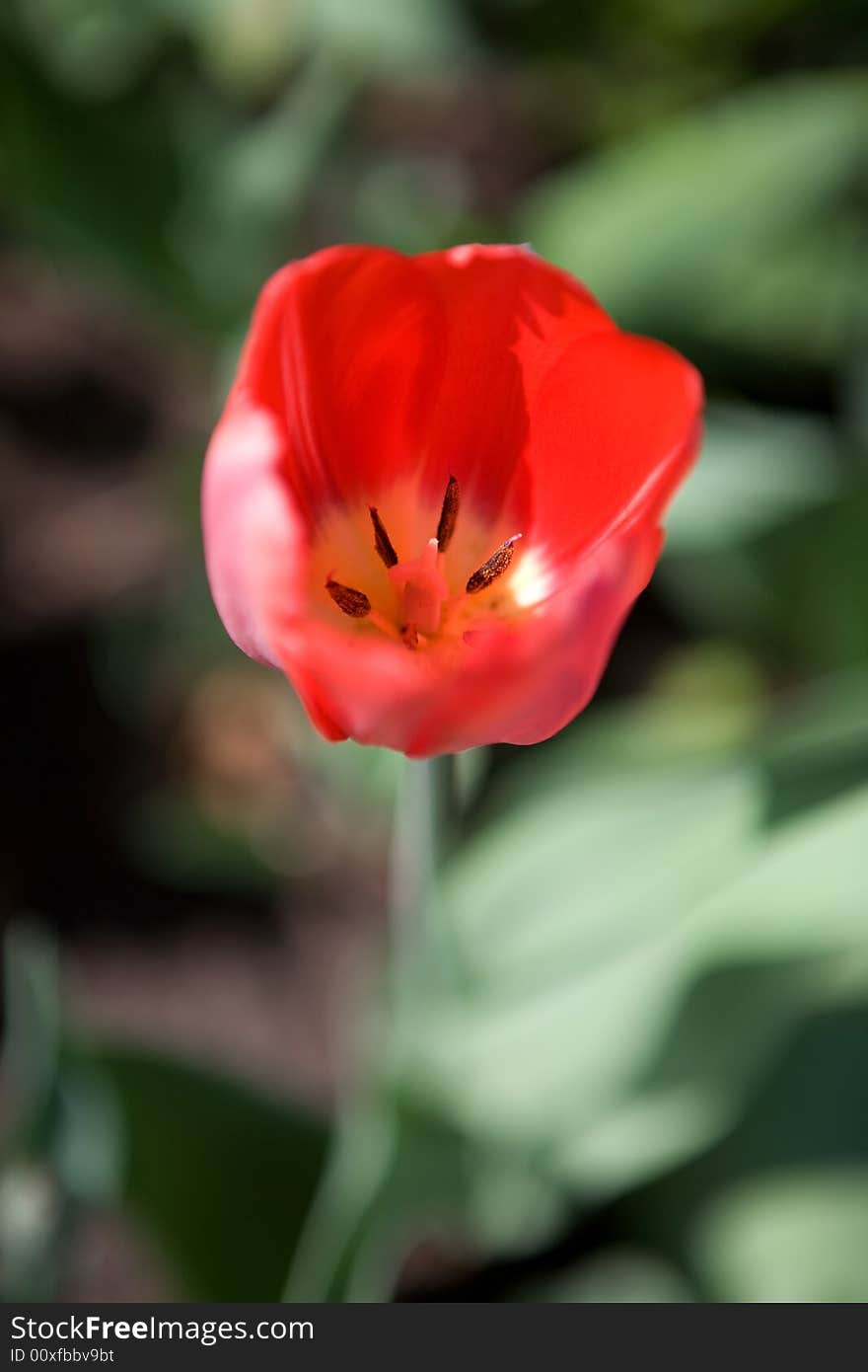 Close up shot inside Tulip flower