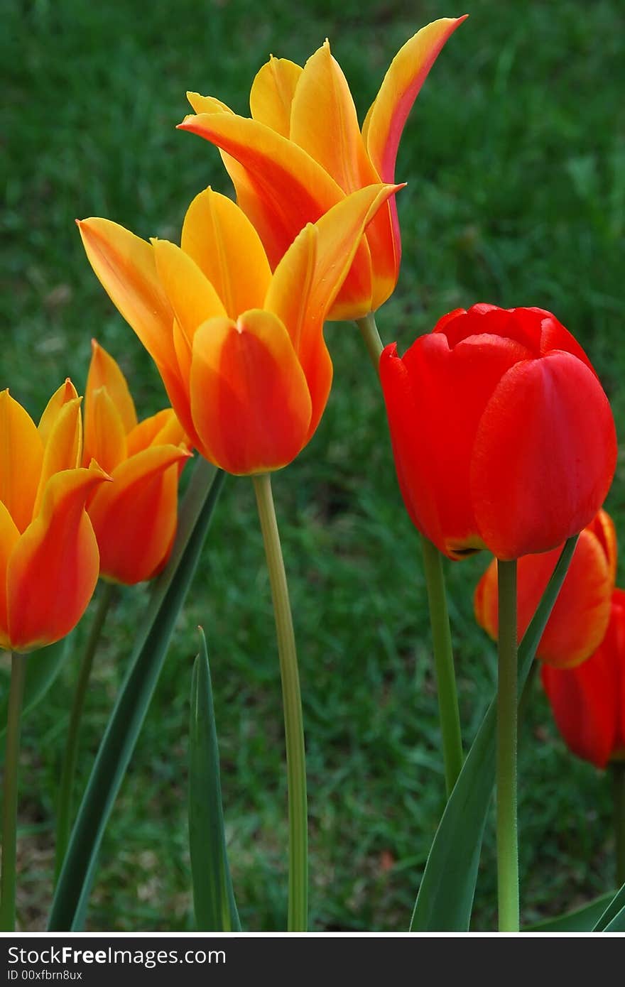 Tulips of striking colors in two stages of blooming. Tulips of striking colors in two stages of blooming